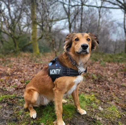 Personalised No Pull dog harness