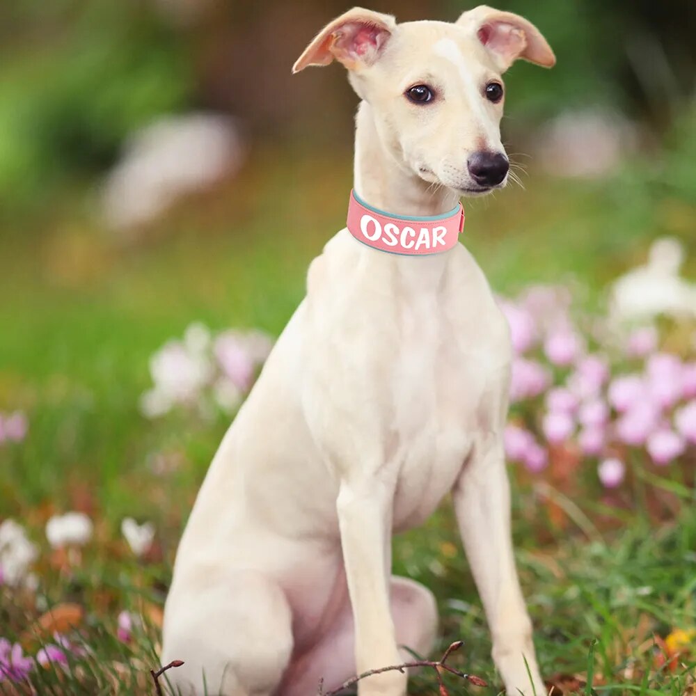 Premium Personalized Dog Collar