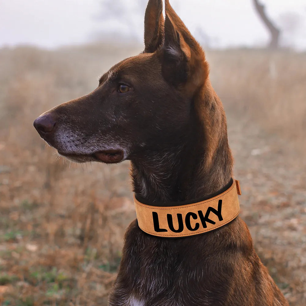 Premium Personalized Dog Collar