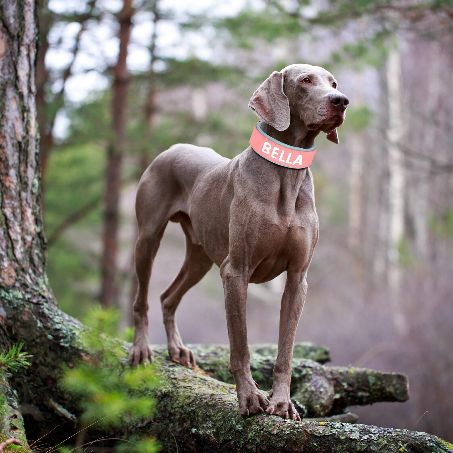 Premium Personalized Dog Collar