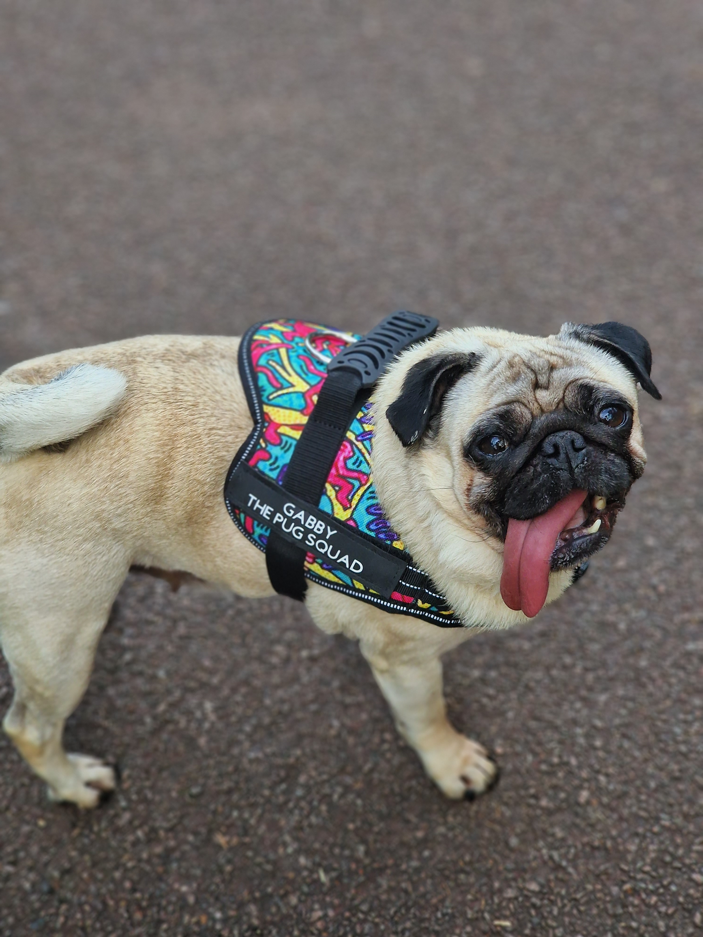 Premium Personalised No Pull Dog Harness